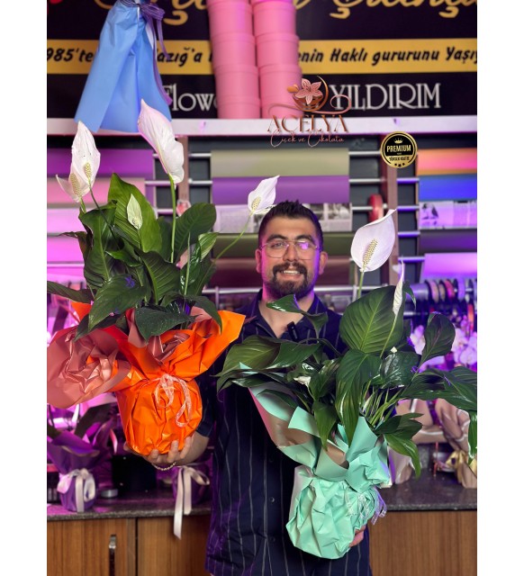 Barış Çiçeği 